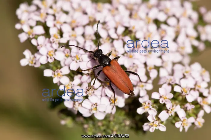 : Longhorn beetle, Anastrangalia sanguinolenta, in : Longhorn beetle, Anastrangalia sanguinolenta, in