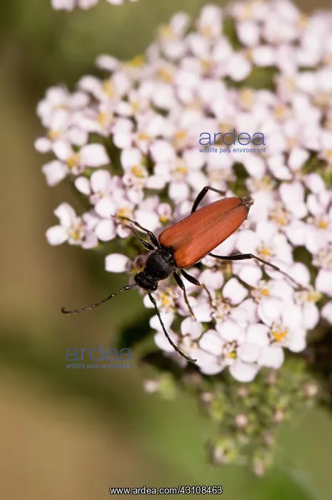 : Longhorn beetle, Anastrangalia sanguinolenta, in : Longhorn beetle, Anastrangalia sanguinolenta, in