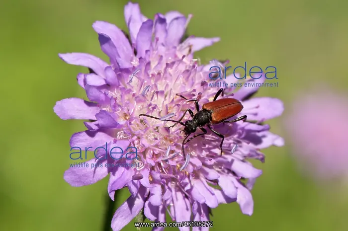 : Longhorn beetle, Anastrangalia sanguinolenta, in : Longhorn beetle, Anastrangalia sanguinolenta, in
