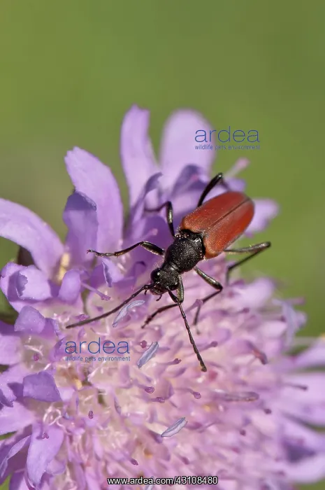 : Longhorn beetle, Anastrangalia sanguinolenta, in : Longhorn beetle, Anastrangalia sanguinolenta, in