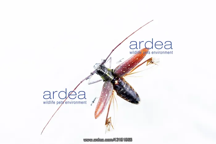 : Longhorn Beetle (Cerambycidae sp) in flight on white : Longhorn Beetle (Cerambycidae sp) in flight on white