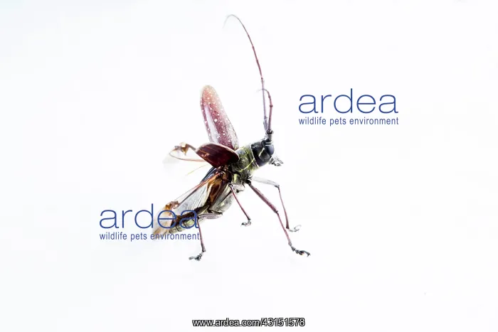 : Longhorn Beetle (Cerambycidae sp) on white background : Longhorn Beetle (Cerambycidae sp) on white background