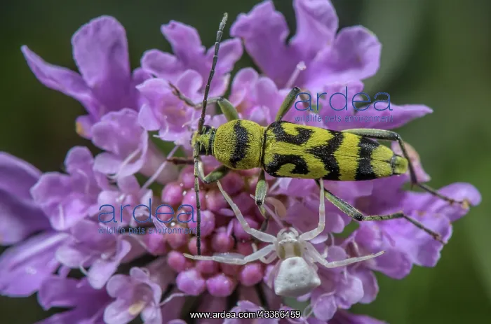 : A Longhorn Beetle, Chlorophorus varius with a cr : A Longhorn Beetle, Chlorophorus varius with a cr