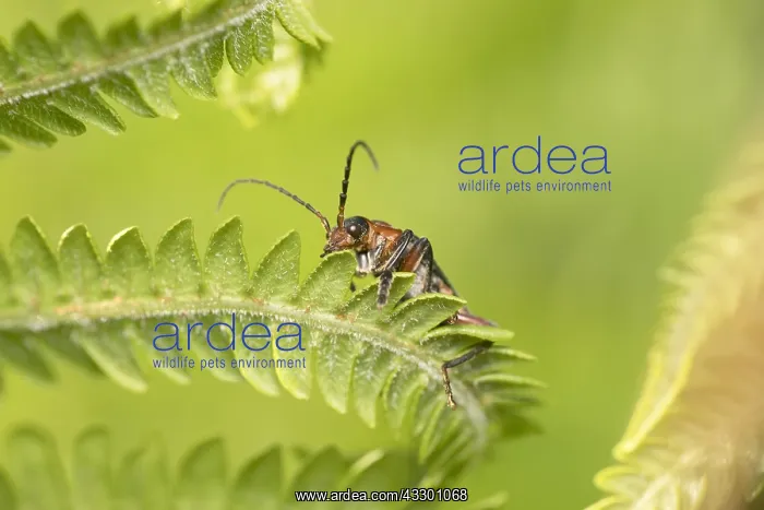 : Longhorn beetle on fern frond - Norfolk UK : Longhorn beetle on fern frond - Norfolk UK