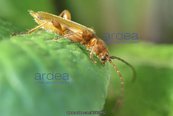 : Longhorn Beetle - Norfolk UK : Longhorn Beetle - Norfolk UK