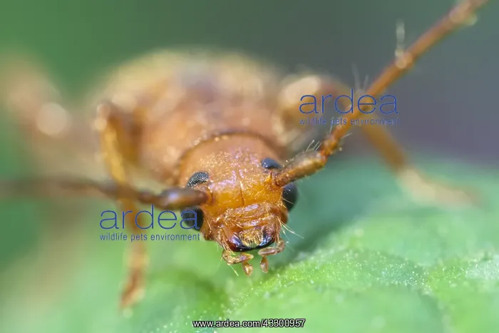 : Longhorn Beetle - Norfolk UK : Longhorn Beetle - Norfolk UK