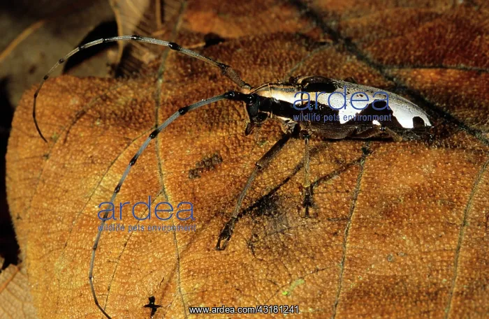 : Longhorn Beetle, Papua New Guinea : Longhorn Beetle, Papua New Guinea