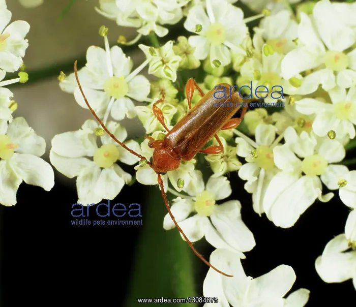 : Longhorn Beetle (Phymatodes testaceus) : Longhorn Beetle (Phymatodes testaceus)