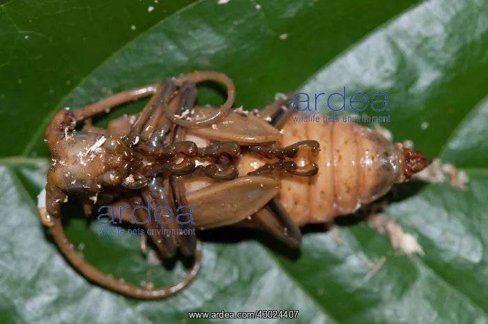 : Longhorn Beetle pupa Longhorn Beetle pupa on leaf Klun : Longhorn Beetle pupa Longhorn Beetle pupa on leaf Klun