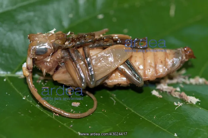 : Longhorn Beetle pupa Longhorn Beetle pupa on leaf Klun : Longhorn Beetle pupa Longhorn Beetle pupa on leaf Klun