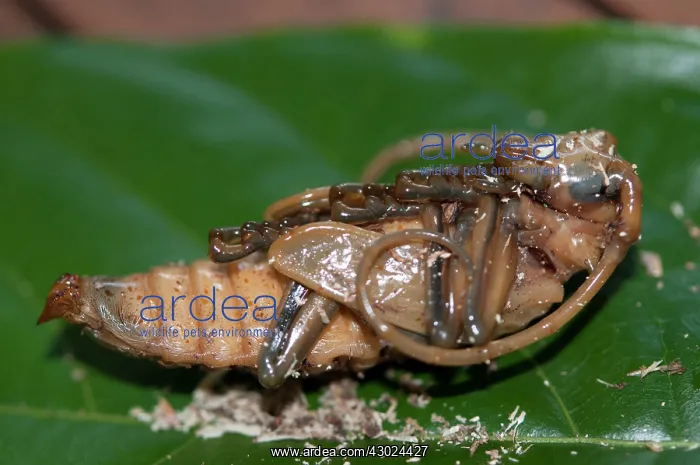 : Longhorn Beetle pupa Longhorn Beetle pupa on leaf Klun : Longhorn Beetle pupa Longhorn Beetle pupa on leaf Klun