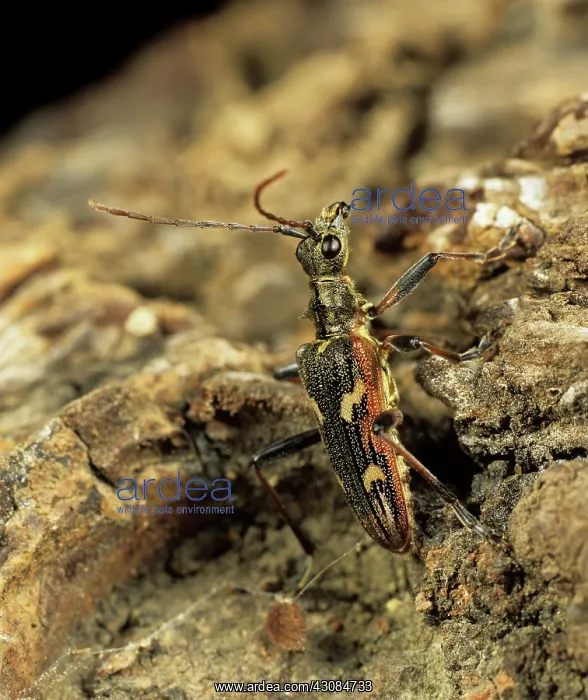 : Longhorn Beetle (Rhagium bifasciatum) : Longhorn Beetle (Rhagium bifasciatum)