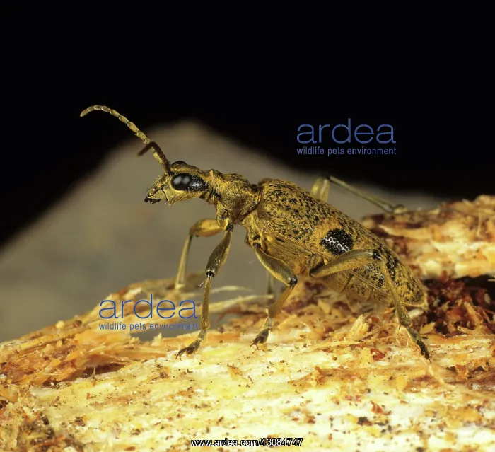 : Longhorn Beetle (Rhagium mordax) : Longhorn Beetle (Rhagium mordax)