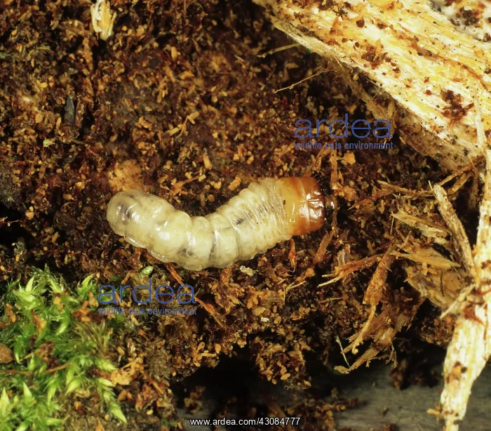 : Longhorn beetle (Rhagium mordax) larva : Longhorn beetle (Rhagium mordax) larva
