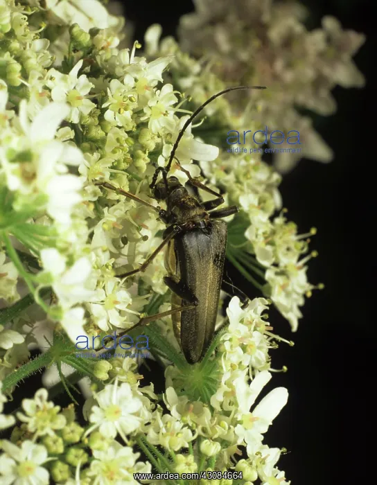: Longhorn Beetle (Sternocorus meridianus) : Longhorn Beetle (Sternocorus meridianus)