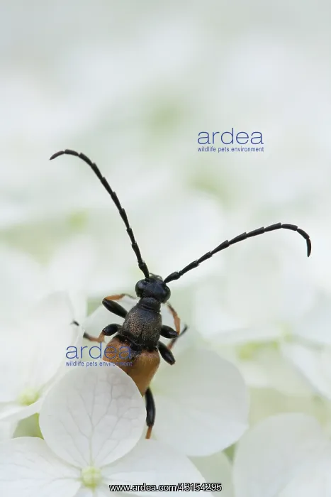 : Longhorn Beetle (Stictoleptura rubra) perched on a flower : Longhorn Beetle (Stictoleptura rubra) perched on a flower