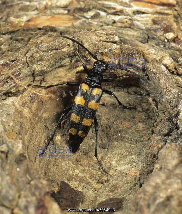 : Longhorn Beetle (Strangalia maculata) : Longhorn Beetle (Strangalia maculata)
