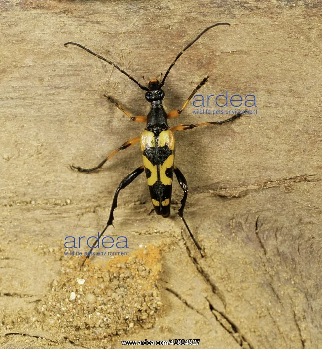 : Longhorn Beetle (Strangalia maculata) : Longhorn Beetle (Strangalia maculata)