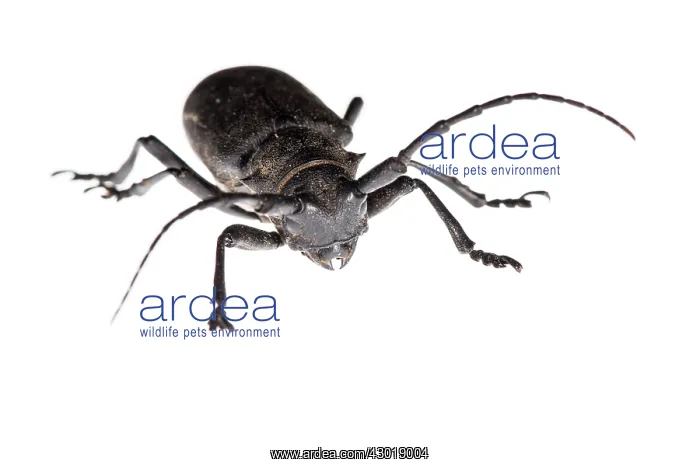  : Longhorn Beetle on white background