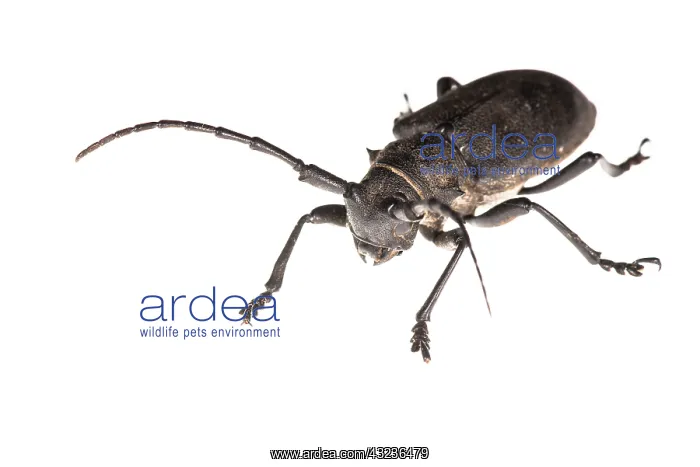  : Longhorn Beetle on white background
