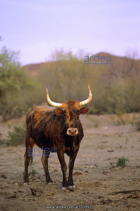 : Longhorn cattle : Longhorn cattle