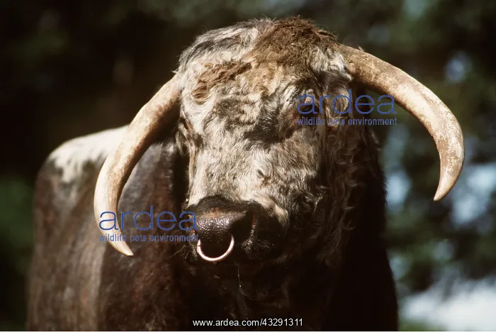 : LONGHORN CATTLE - close up of bull's face, and ring : LONGHORN CATTLE - close up of bull's face, and ring