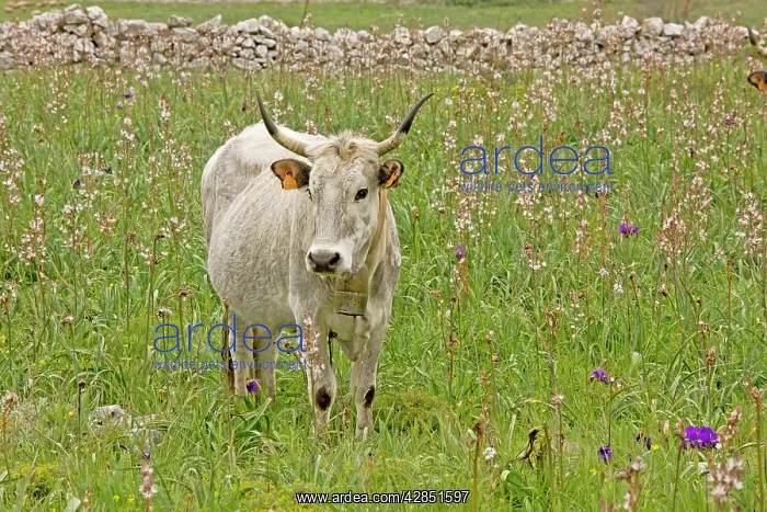 : Longhorn Cattle - grazing flowery walled pasture : Longhorn Cattle - grazing flowery walled pasture