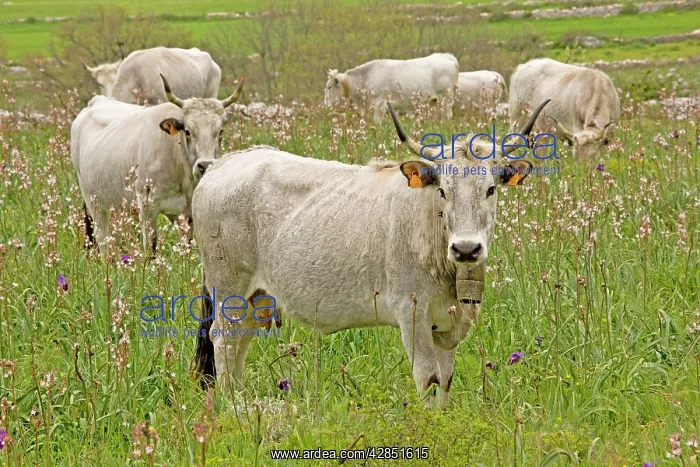 : Longhorn Cattle - grazing flowery walled pasture : Longhorn Cattle - grazing flowery walled pasture