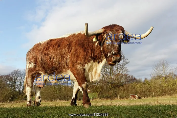 : Longhorn cattle in a meadow - Midlands UK : Longhorn cattle in a meadow - Midlands UK