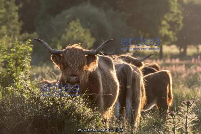 : Longhorn cattle on Norfolk grazing marsh - Norfolk : Longhorn cattle on Norfolk grazing marsh - Norfolk