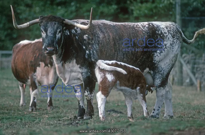 : Longhorn cow and calf Cotswold Farm Park UK : Longhorn cow and calf Cotswold Farm Park UK