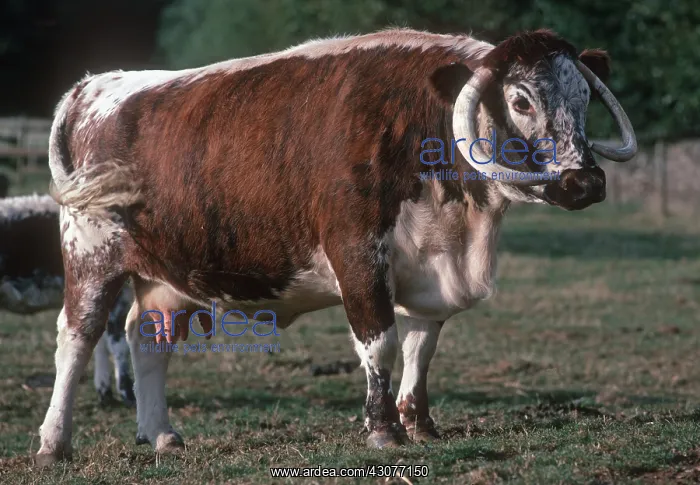 : Longhorn cow Cotswold Farm Park UK : Longhorn cow Cotswold Farm Park UK