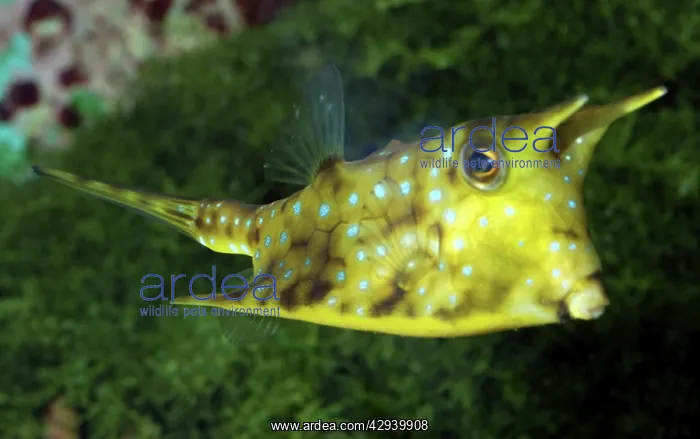 : Longhorn Cowfish : Longhorn Cowfish