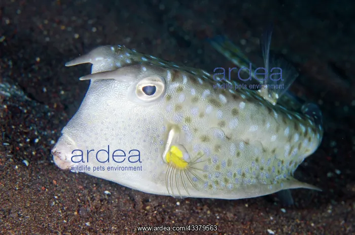 : Longhorn Cowfish : Longhorn Cowfish