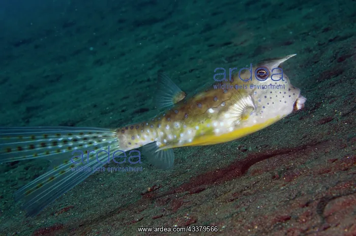 : Longhorn Cowfish : Longhorn Cowfish