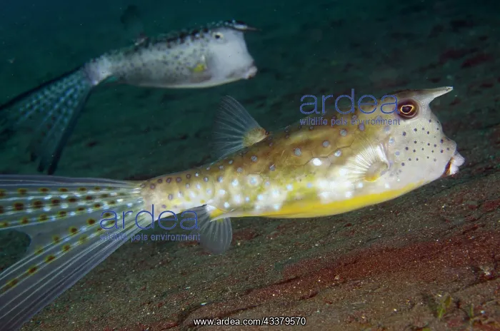 : Longhorn Cowfish : Longhorn Cowfish