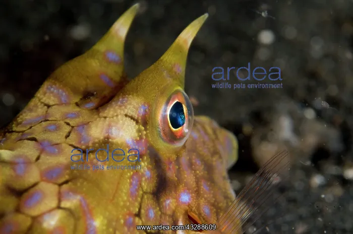 : Longhorn Cowfish - with long horns : Longhorn Cowfish - with long horns