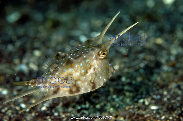  : Longhorn Cowfish with long spines