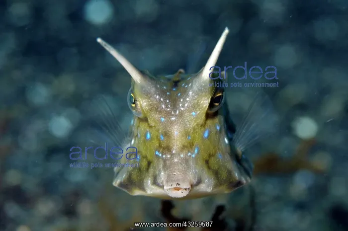  : Longhorn Cowfish with long spines