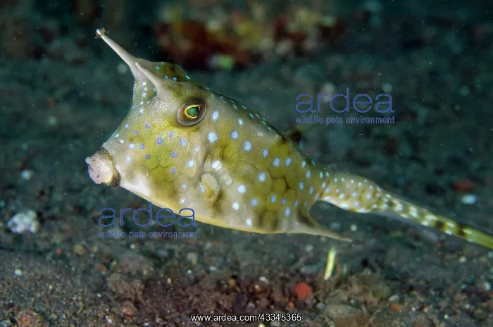  : Longhorn Cowfish - Melasti dive site, Amed, Karangasem
