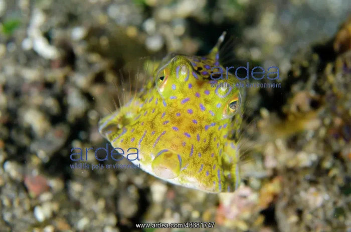 : Longhorn Cowfish - Sidem Dive Site, Tulamben, Karangasem : Longhorn Cowfish - Sidem Dive Site, Tulamben, Karangasem