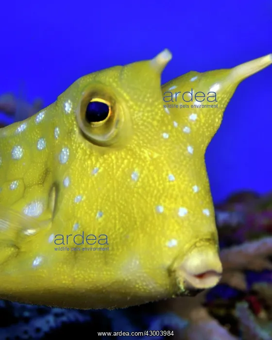 : Longhorn Cowfish / Trunk Fish : Longhorn Cowfish / Trunk Fish