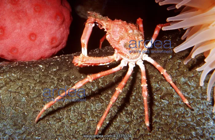 : Longhorn Decorator Crab - (deep water) : Longhorn Decorator Crab - (deep water)