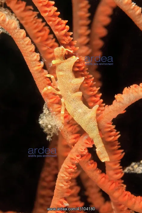 : Longhorn shrimp (Miropandalus hardingi) on sea whip : Longhorn shrimp (Miropandalus hardingi) on sea whip