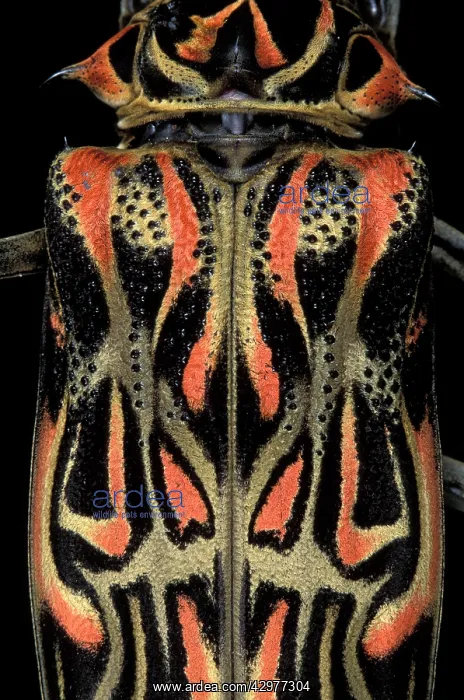 : Longhorn / Timber Beetle - detail of the carapace : Longhorn / Timber Beetle - detail of the carapace