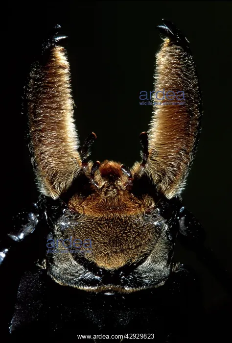 : Longhorn / Timber Beetle - close-up : Longhorn / Timber Beetle - close-up