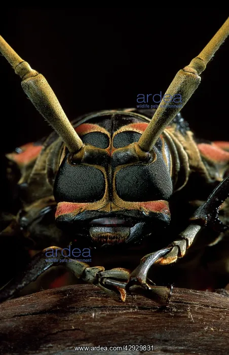 : Longhorn / Timber Beetle - close-up : Longhorn / Timber Beetle - close-up
