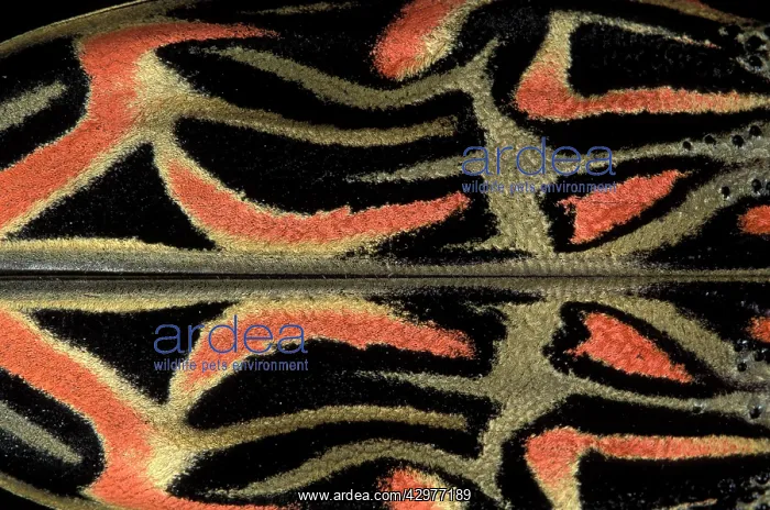 : Longhorn / Timber Beetle - Detail of elytras : Longhorn / Timber Beetle - Detail of elytras