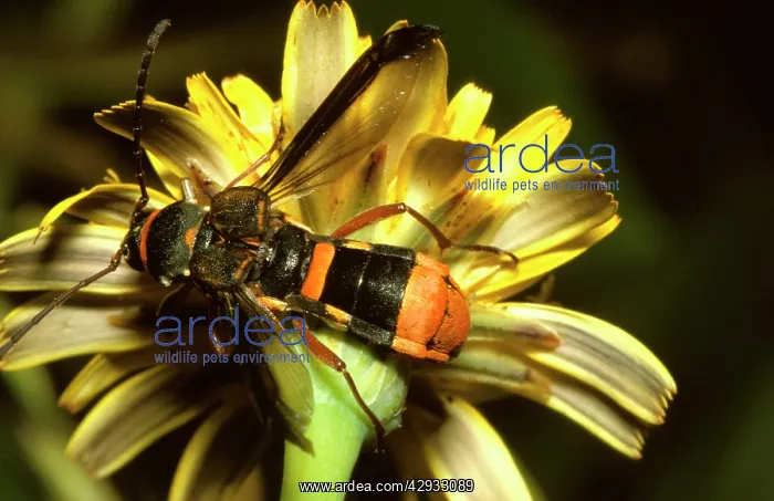 : A longicorn beetle - a harmless beetle that evades : A longicorn beetle - a harmless beetle that evades