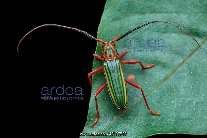 : Longicorn (Chlorida festiva) on a leaf, Saramaca : Longicorn (Chlorida festiva) on a leaf, Saramaca